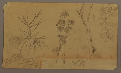 Botanical Sketches; Verso: Clouds, July 1865