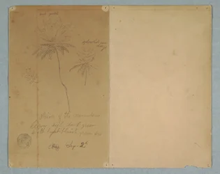 Botanical Sketches: A Branch, A Tree, and A Tree Top, South America, September 2, 1853