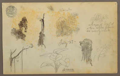 Botanical Sketches from Colombia: Bamboo Trees, Trunks and Details, July 1853