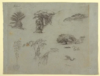 Botanical Sketches from South America: a Palm, Groups of Trees, Hanging Twigs, a Big Tree beside a House, and a Flying Crane, 1853, probably May