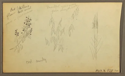 Botanical Sketches, House; Botanical Sketches, 1857