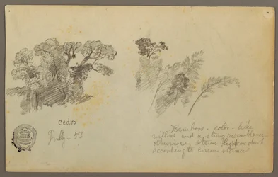 Botanical Studies from Colombia, July 1853