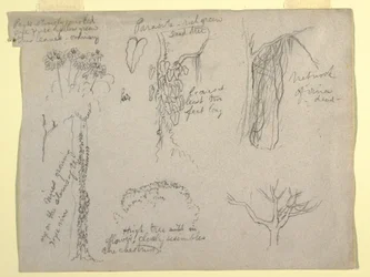 Botanical Studies Made from the Rio Magdalena, Colombia: Parasite, Dead Tree, 1853