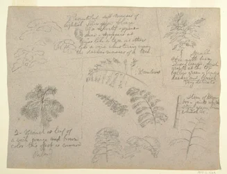 Botanical Studies, Seen from the Rio Magdalena, Colombia, 1853