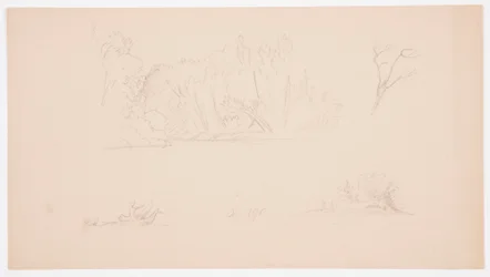 Botanical Sketches: Tree, Trees at Shore, September 1876