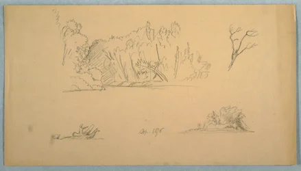 Botanical Sketches: Tree, Trees at Shore, September 1876