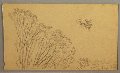Bush-like Trees, Possibly 1865–66
