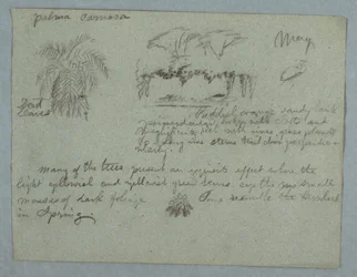 Camaca Palm, a Group of Trees and Vines on a River Bank, Bird, and a Bunch of Leaves, Rio Magdalena, Colombia, May 1853
