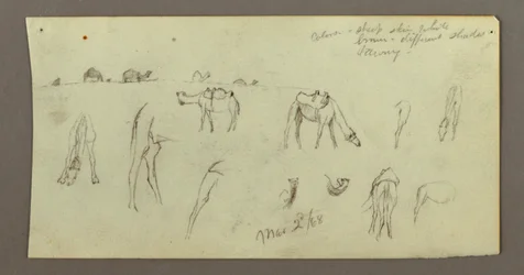 Camel Studies, March 2, 1868