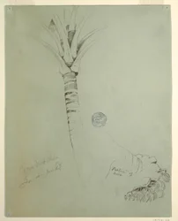 Coconut Palm, Jamaica, June 1865
