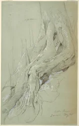 Cotton Tree Roots Growing on a Slope, Jamaica, May 1865