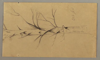 Drawing, Dead Tree, October 1865