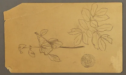 Sketches. Stem of a Plant. Boughs with Leaves, possibly 1877