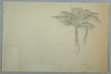 Fern Tree Study, Jamaica, August 1865