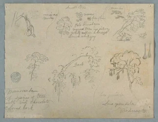 Five Botanical Studies with a Hanging Monkey, Probably Colombia, 1853