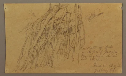 Hanging Roots, Galleway Hill, August 1865