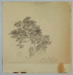 Indian Tamarind Trees, Jamaica, July 1865