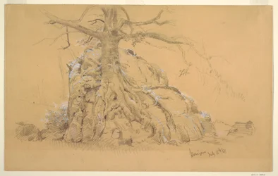 Königssee Tree, July 16, 1868