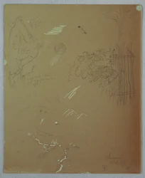 Nature Studies, Blue Mountains, Jamaica, July 1865