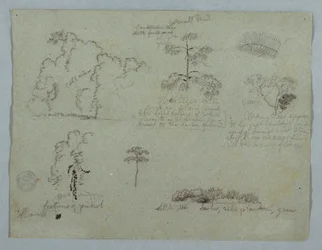 Nature Studies including a Candelabra Tree with a Sloth, Rio Magdalena, Colombia, May 1853
