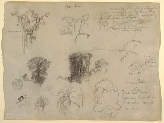 Nature Studies, probably from Colombia: Monkey, Parasites and Trees, 1853