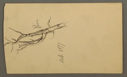 Pine, September 1877