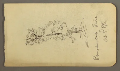 Pine Tree, 1878