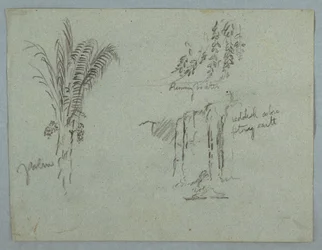 Plant Studies from the Rio Magdalena, Colombia, 1853, probably May