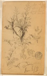 Plant and Tree Study, June 2, 1857