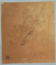 Rugged Tree at the Canadian Bank below Niagara Falls, September 1856