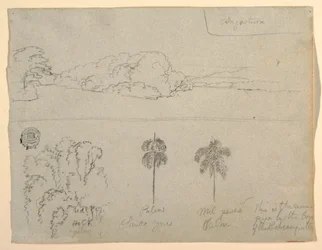 Sketches from Colombia: Bank of a River or Bay, and Trees, 1853