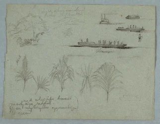 Sketches from the Rio Magdalena, Colombia: Plants, Steamer, and a Champan, 1853, probably May