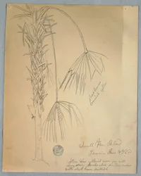 Small Fan Palm, Jamaica, June 14, 1865
