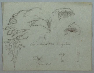 Studies from the Rio Magdalena, Colombia: Tree Tops, Flying White Bird, Vines, and Three Flowering Plants, 1853, probably May