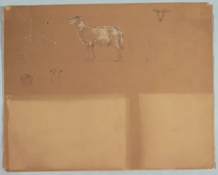 Studies of Sheep, Ecuador or Colombia, 1853