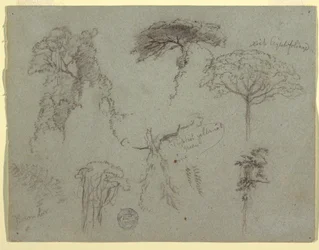 Studies of Trees, Ecuador, 1853