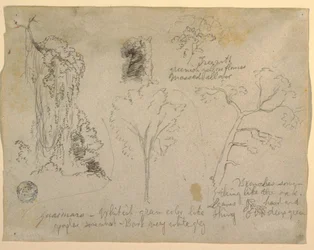 Studies of Trees and Plants seen from the Rio Magdalena, Columbia, 1853