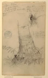 Studies of a Coco Palm, May and June, 1857