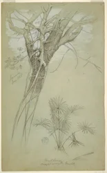 Study of Tree Trunk, Parasite Vine, and Palm Plant, Jamaica, June 1865