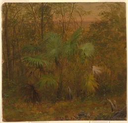 Thatch Palm, Jamaica, May 1865