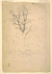 Tree, September 1844
