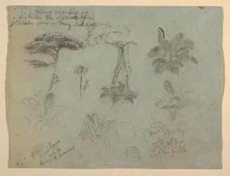 Tree Studies Seen from the Rio Magdalena, Colombia, 1853