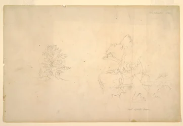 Tree and Dead Tree Trunk, September 1844