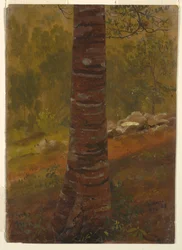 Tree Trunk, May 1865