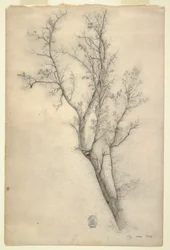 Tree with Many Boughs, July 1844