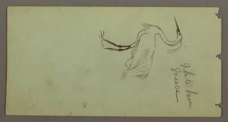 White Heron, possibly 1869