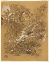 Woodland Scene, Goat Island, Niagara River, New York, September 1858