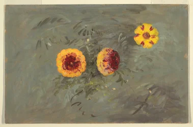 Zinnias, 1860–70