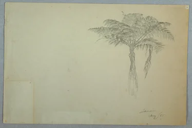 Fern Tree Study, Jamaica