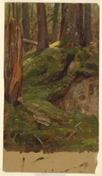 Maine Woods